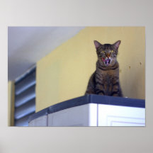 Cat Poster