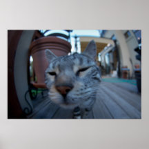 Cat Print