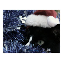 Cat ready to pounce behind blue tinsel, faded tint postcards
