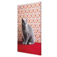 Cat (Russian blue) and wallpaper background Gallery Wrapped Canvas