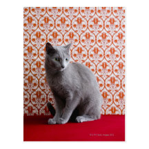 Cat (Russian blue) and wallpaper background Postcard