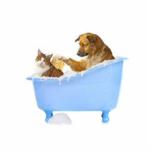 Cat- Wash Photo Statuen