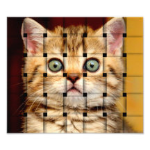 Cat Weave Photograph