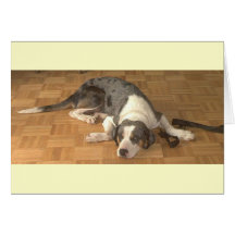 Catahoula Leopard Dog Cards