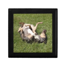 Catahoula Leopard Hog Dog Rolling in Grass Jewelry Boxes