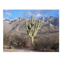 Catalina Cactus Post Card
