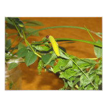 Caterpillar Photo Print