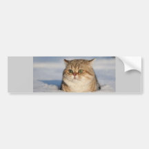 cats_and_snow7 bumper sticker