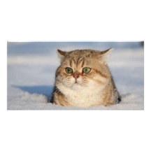 cats_and_snow7 picture card