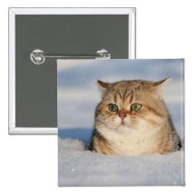 cats_and_snow7 pinback buttons