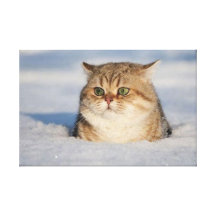 cats_and_snow7 stretched canvas print