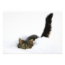 cats_and_snow_ (4) custom invitation
