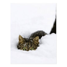 cats_and_snow_ (4) postcard