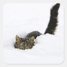 cats_and_snow_ (4) stickers