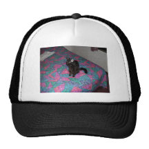 Cats are the best hat