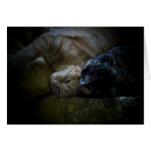 Cats in the Spotlight Note Card