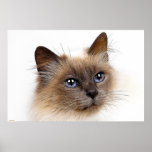 CATS posters