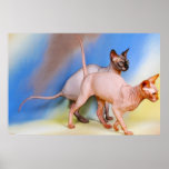 CATS posters