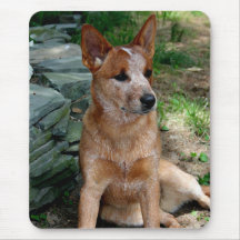 Cattle Dog Mouse Pads