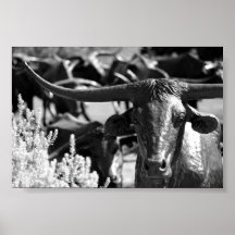 Cattle Drive Print