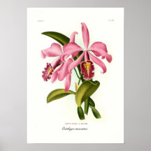Cattleya maxima print