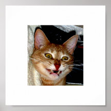 CATULA! PRINT