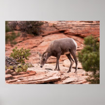 Cautious Young Female Poster