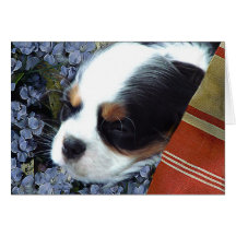 Cavalier Card