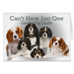Cavalier King Charles Can't Have Just One gifts Greeting Card