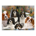 Cavalier King Charles Can't Have Just One gifts Postcards