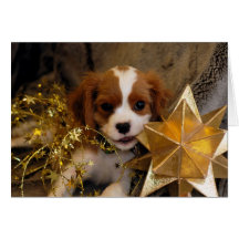 Cavalier King Charles Holiday Star Card