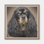 Cavalier King Charles Puppy Magnets