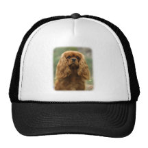 Cavalier King Charles Spaniel 9F51D-10 Hat