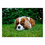 Cavalier King Charles Spaniel Blenheim in Grass cards