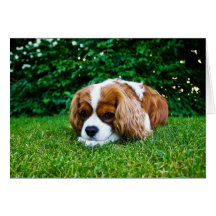 Cavalier King Charles Spaniel Blenheim in Grass Cards