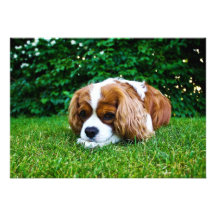 Cavalier King Charles Spaniel Blenheim in Grass Invites