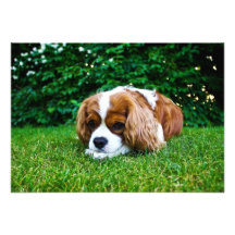 Cavalier King Charles Spaniel Blenheim in Grass Custom Announcements