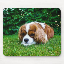 Cavalier King Charles Spaniel Blenheim in Grass Mousemats