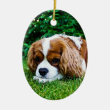 Cavalier King Charles Spaniel Blenheim in Grass Ornaments
