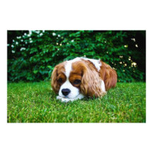 Cavalier King Charles Spaniel Blenheim in Grass Photo