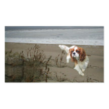 Cavalier King Charles Spaniel Breede Business Card