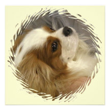 Cavalier King Charles Spaniel Invitation