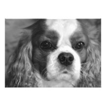 Cavalier King Charles Spaniel Invitation