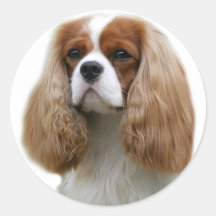 Cavalier King Charles Spaniel Sticker