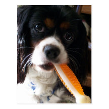 Cavalier King Charles Spaniel with Bone Postcard