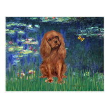 Cavalier (Ruby7) - Lilies 5 Post Card