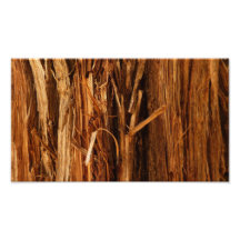 Cedar Bark Abstract Photo Print