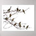 Cedar Waxwings Posters