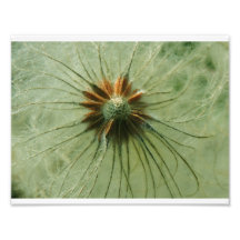 Centre Seeds Art Photo