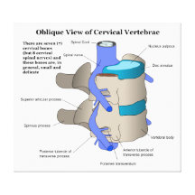 Cervical Vertebra of the Human Spinal Column Gallery Wrap Canvas